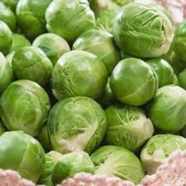 3g 1000+ CATSKILL Brussel Sprouts Seeds- Heirloom-Non GMO seeds - Bap Cãi Tí Hon