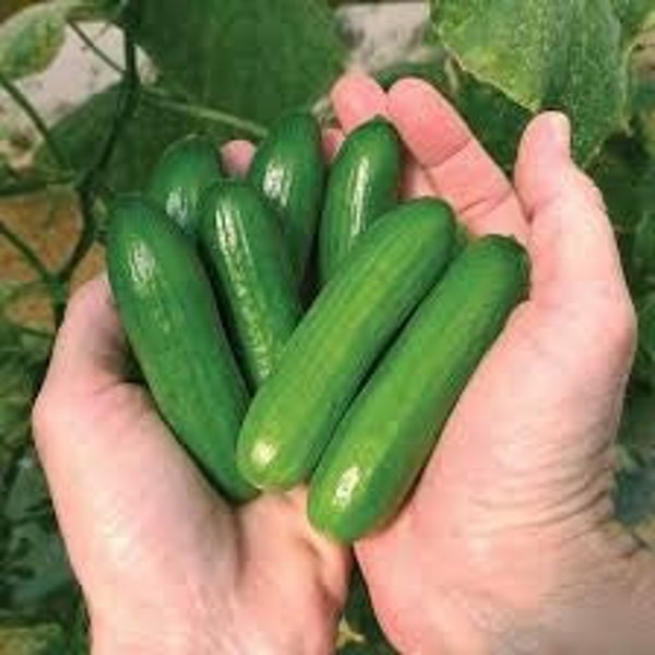 20+ seeds- cute little Baby Cucumber(F1)- very protective- must have to your garden-Green  Little Finger Cucumber seeds