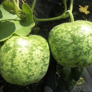 10 Seeds- APPLE SMALL GOURD- Bau Hình Trái Táo Nhõ