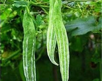 15 seeds- BUAG NGU Serpent Gourd- Snake Gourd seeds