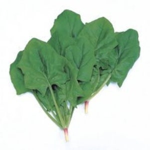 May include: A bunch of fresh green spinach leaves with white stems.