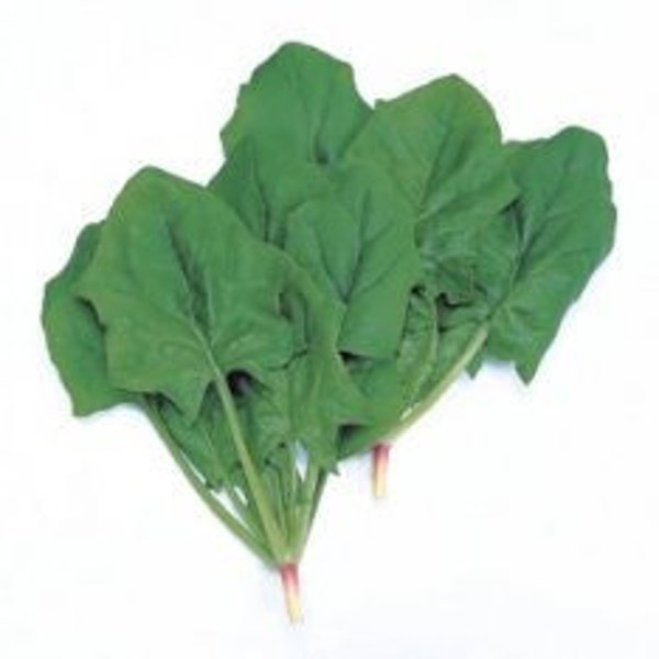 3g seeds -ALRITE Japanese Spinach Hybrid F1 seeds- heat and cold tolerant with moderate bolt resistance- Rau Chân Vi.t Chiê.u nóng và la.nh