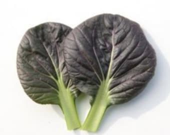 May include: Two dark purple and green leaves of bok choy, a type of Chinese cabbage, with a white background.