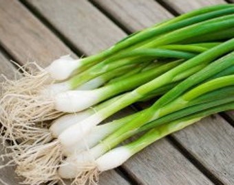 4g- 2000 EVERGREEN WHITE NEBUKA Japanese Bunching Onion seeds