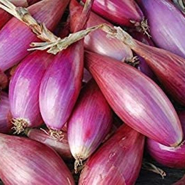 250 Red Long Of Tropea Onion Seeds - Heirloom Non GMO