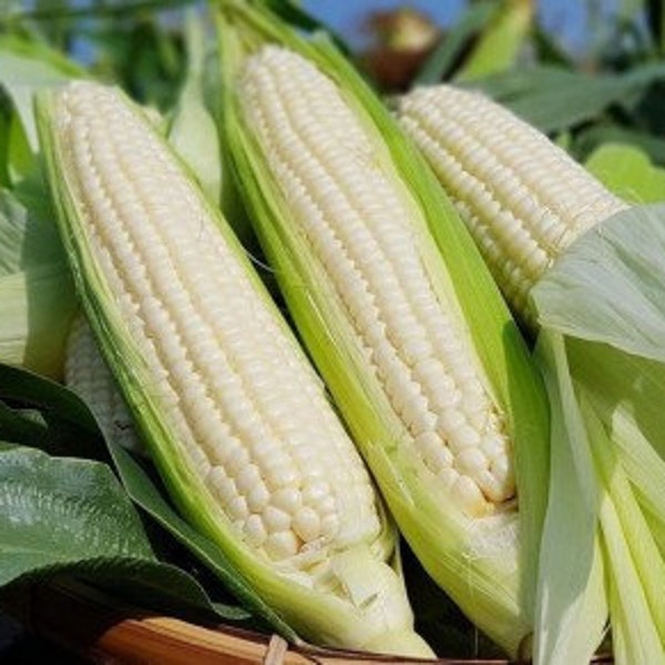 30 Waxy Conrn seeds ( treated seeds)_Sticky Corn-  vietnamese Bap Nep Nu- White Glutinous Corn -Bắp nếp trắng ( bắp dẻo)/ Asian corn seeds