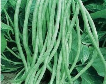 15 Đâ.u Đüa Lùn-Bush Tipo Yard Long Bean Seeds