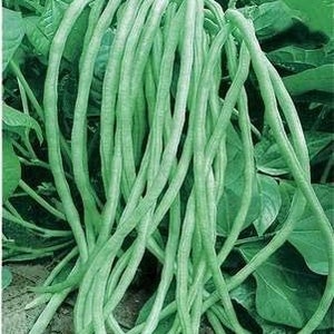 May include: A bunch of long, thin, green string beans hanging from a vine. The beans are about 12 inches long and have a smooth, glossy surface.