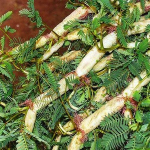 20 Vietnamese RAU NHÚT - Water Mimosa-Neptunia Oleracea Seeds