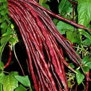 30 seeds - Red Noodle pole bean- yard long bean- Đâ.u đūa đo?