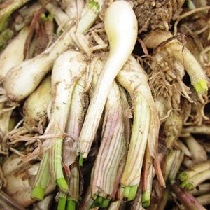 10 Roots-Allium chinense Rakkyo -Cu Kieu Hue- herbal plant-Jiaotou -Củ Kiệu Rakkyo sakurab