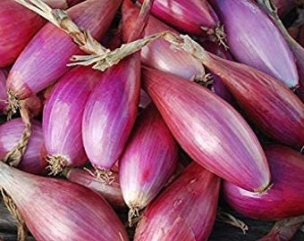 250 Red Long Of Tropea Onion Seeds - Heirloom Non GMO