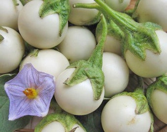 100 Vietnamese CÀ PHÁO Tră&#39;ng - Thailand Mini White Round Eggplant Seeds
