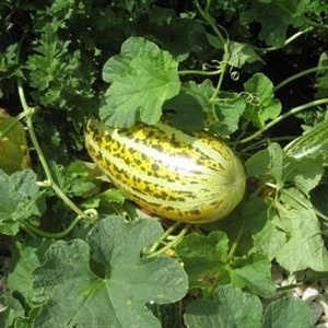 20 DUA GANG ( Dua Bo)- Asian  Yellow Stripe Melon Conomon Seeds