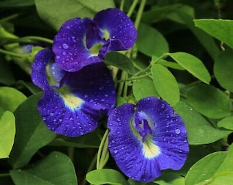 10 Blue Butterfly Pea seeds, - Vietnamese Hoa Đâ.u Biê'c