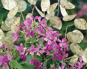 30 seeds -Silver Money Plant seeds-Honesty-Moonflower- Silver Pennies-Lunaria Biennis