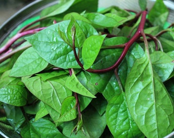 120 RED Malabar Spinach- MỒNG TƠI Đõ-Ceylon spinach,Saan Choy, Shan Tsoi, Luo Kai,Tsuru Murasa Kai- Paag-Prung  Genjerot, Jingga, Gendola