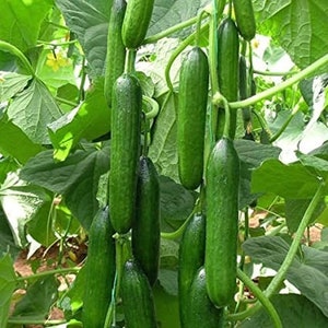 May include: A close-up of a vine with many green cucumbers growing on it. The cucumbers are long and slender, with a smooth, green skin.
