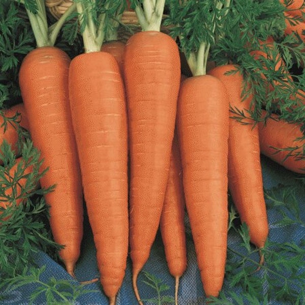 2g 2000+ DANVERS Carrot seeds