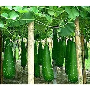 May include: A close-up of a group of long, green gourds hanging from a vine. The gourds are smooth and have a slightly bumpy texture. They are growing in a garden setting.