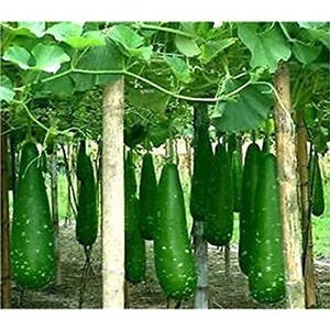 10 seeds - Hybrid Bottle Gourd NAM TAO YAI- Bâ'u Sao