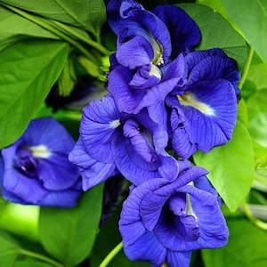 May include: Close-up of vibrant blue butterfly pea flowers blooming on a green vine. The flowers have a delicate, ruffled texture and are arranged in a cluster.