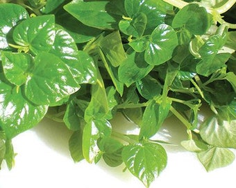 500+ Rau Càng Cua - Shining Bush-Crab Claw Herb Peperomia pellucida Seeds