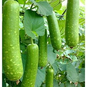 10 Long Mottled Green Gourd- Vietnamese Bâ'u Sao- Long Fuzzy Gourd Seeds