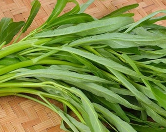150 seeds WATER SPINACH, Water Convolvulus, Kangkong ,ongchoy, Vietnamese Rau Muong Seeds