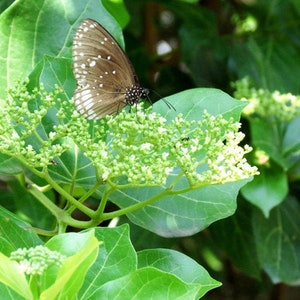 15 Seeds Lá Cách- Vo.ng Cách - Premna Serratifolia seeds