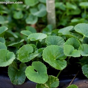 150 seeds-Centella Asiatica- Gotu Kola- Pennywort Seeds- vietnamese Rau Má seeds