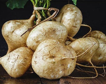 40 TRUE JICAMA - Vietnamese Ců Đâ.u -Pachyrhizus erosus- Mexican Yam Bean Seeds