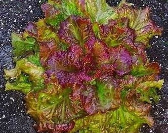 2g seeds-PRIZEHEAD LEAF Lettuce-Heirloom seeds- non GMO