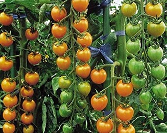 10 SUN GOLD (F1) Tomato Seeds