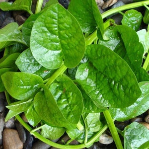 120 Mồng Tơi _ Green Stem MALABAR Vietnamese Spinach Seeds