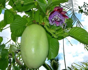Op de afbeelding: Een grote groene passievrucht die aan een wijnstok hangt met een paarse en witte passiebloem in bloei.