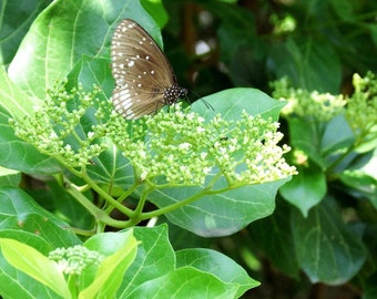 15 Seeds Lá Cách- Vo.ng Cách - Premna Serratifolia seeds