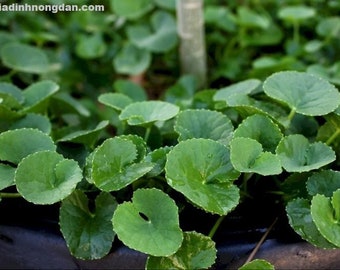 150 seeds-Centella Asiatica- Gotu Kola- Pennywort Seeds- vietnamese Rau Má seeds
