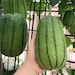 5 APPLE LUFFA -round Tasty F1 Sponge Gourd Seeds- Hybrid Seed- Very ...