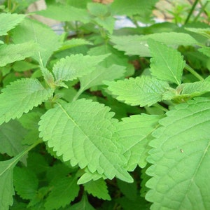 500 KINH GIOI Elsholtzia ciliata-Vietnamese balm xiang ru-Crested Late Summer Mint Vietnamese Lemon Balm Vietnamese Lemon Mint. image 1