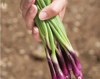 2g 1000 RED BEARD Japanese Bunching Onion seeds- Allium fistulosum