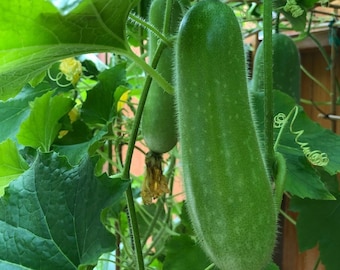 10 seeds - Jointed Gourd- FONGSHOW gourd-Hybrid Seeds- hairy gourd- fuzzy -Mokwa- Bí đao trái ngă'n..