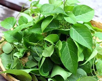 5 LÁ GIANG - River Leaf Vine - Aganonerion- Sour Leaf Seeds- Limited Quantity seeds