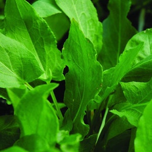 3.5g 3500+ Large Leaf SORREL- Lá Chua - Rumex acetosa-Non-GMO Heirloom Seeds