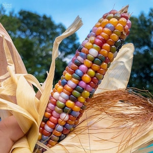 50 GLASS GEM Rainbow Corn-Ornamental Rainbow-Colored Indian Corn- heirloom non-GMO