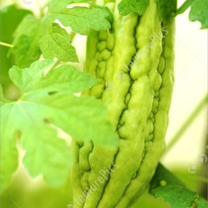 15 Oriental Bitter Gourd seeds - Vietnamese Khô Qua