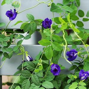 Puede incluir: Primer plano de una vid con flores azules que crecen en una valla blanca. Las flores est&aacute;n en diferentes etapas de floraci&oacute;n, algunas completamente abiertas y otras a&uacute;n en capullo.