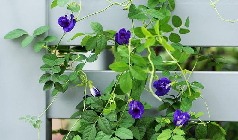 Puede incluir: Primer plano de una vid con flores azules que crecen en una valla blanca. Las flores est&aacute;n en diferentes etapas de floraci&oacute;n, algunas completamente abiertas y otras a&uacute;n en capullo.