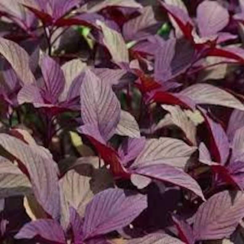 4g - 3000+ RED GARNET AMARANTH - Vietnamese Rau Dên Đõ - Etsy