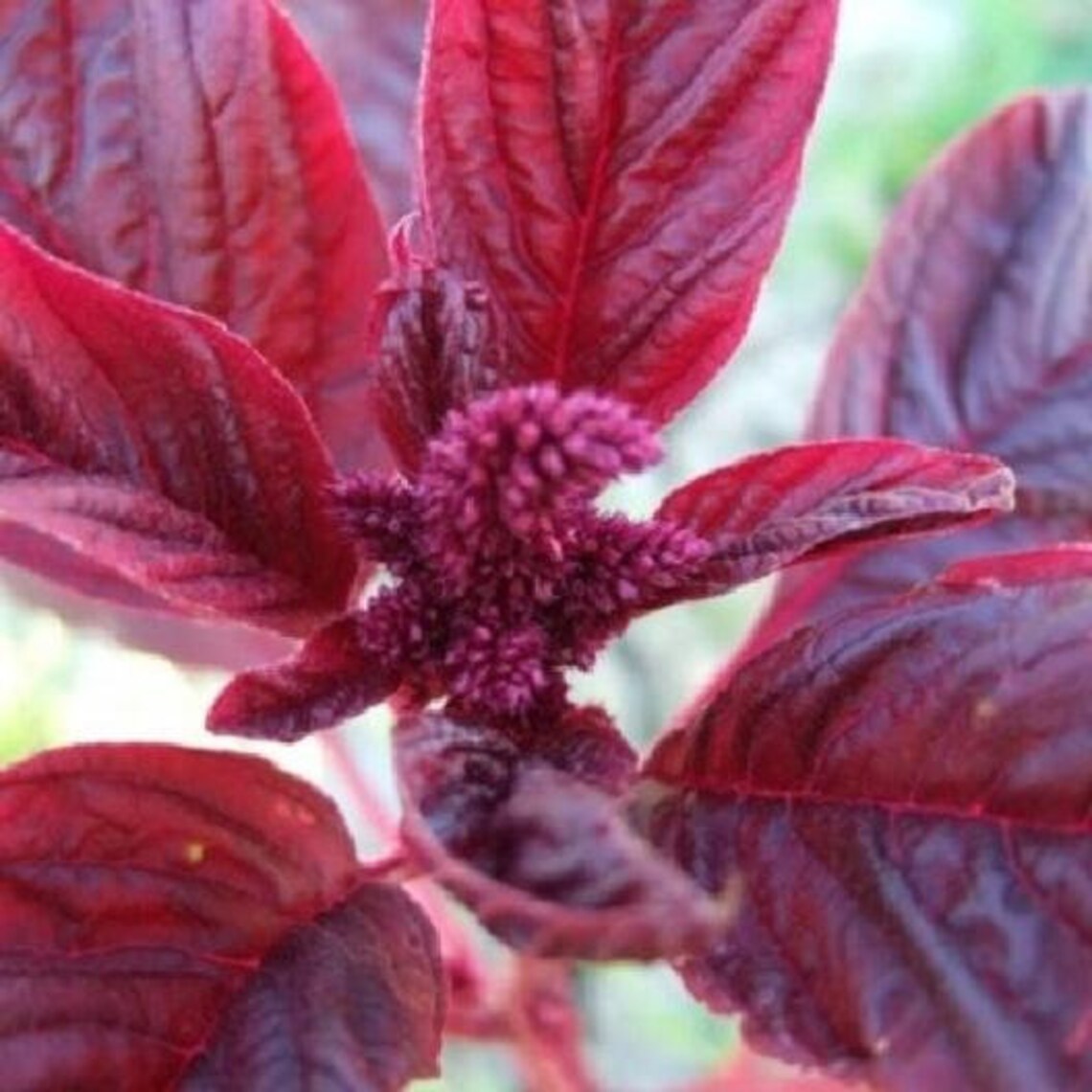 4g - 3000+ RED GARNET AMARANTH - Vietnamese Rau Dên Đõ - Etsy
